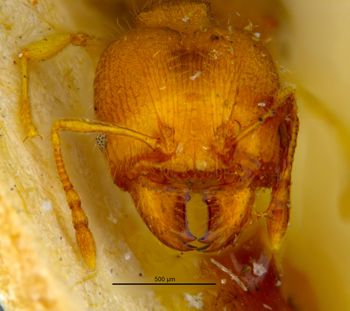 Media type: image;   Entomology 8892 Aspect: head frontal view